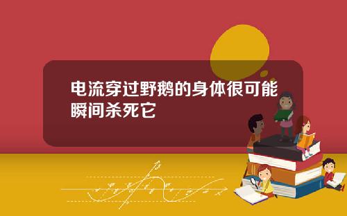 电流穿过野鹅的身体很可能瞬间杀死它