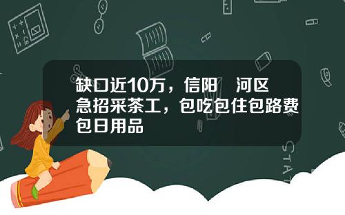 缺口近10万，信阳浉河区急招采茶工，包吃包住包路费包日用品