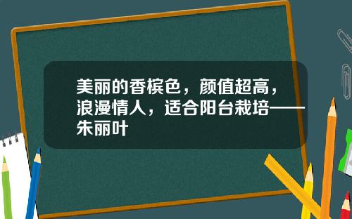 美丽的香槟色，颜值超高，浪漫情人，适合阳台栽培——朱丽叶